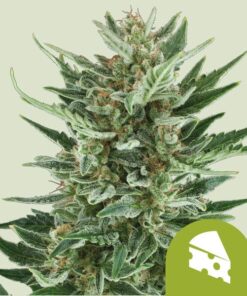 Royal Queen Seeds | Royal Cheese Auto