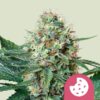 Royal Queen Seeds | Royal Cookies