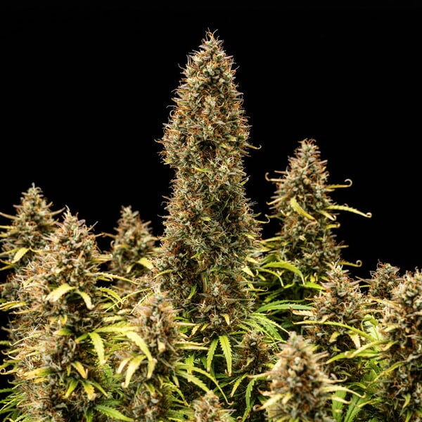 Royal Queen Seeds | Royal Cookies Auto - immagine 2