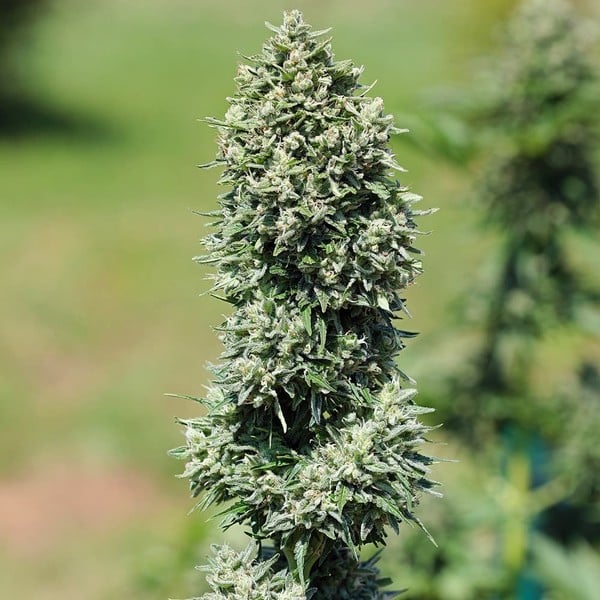 Royal Queen Seeds | Royal Cookies Auto - immagine 5