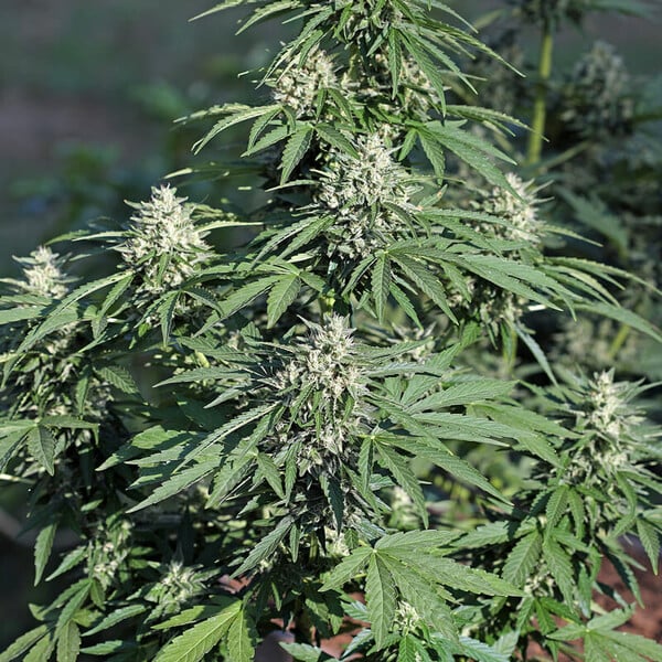 Royal Queen Seeds | Royal Cookies Auto - immagine 7