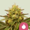 Royal Queen Seeds | Royal Domina