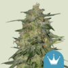 Royal Queen Seeds | Royal Highness