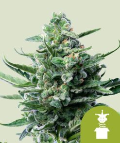 Royal Queen Seeds | Royal Jack Auto