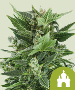 Royal Queen Seeds | Royal Kush Auto