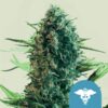 Royal Queen Seeds | Royal Medic