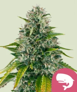 Royal Queen Seeds | Royal Moby