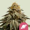 Royal Queen Seeds | Royal Skywalker