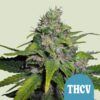 Royal Queen Seeds | Royal THCV