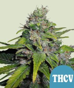 Royal Queen Seeds | Royal THCV