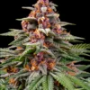 Barney's Farm | Runtz Auto Strain