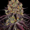 Runtz x Layer Cake Strain