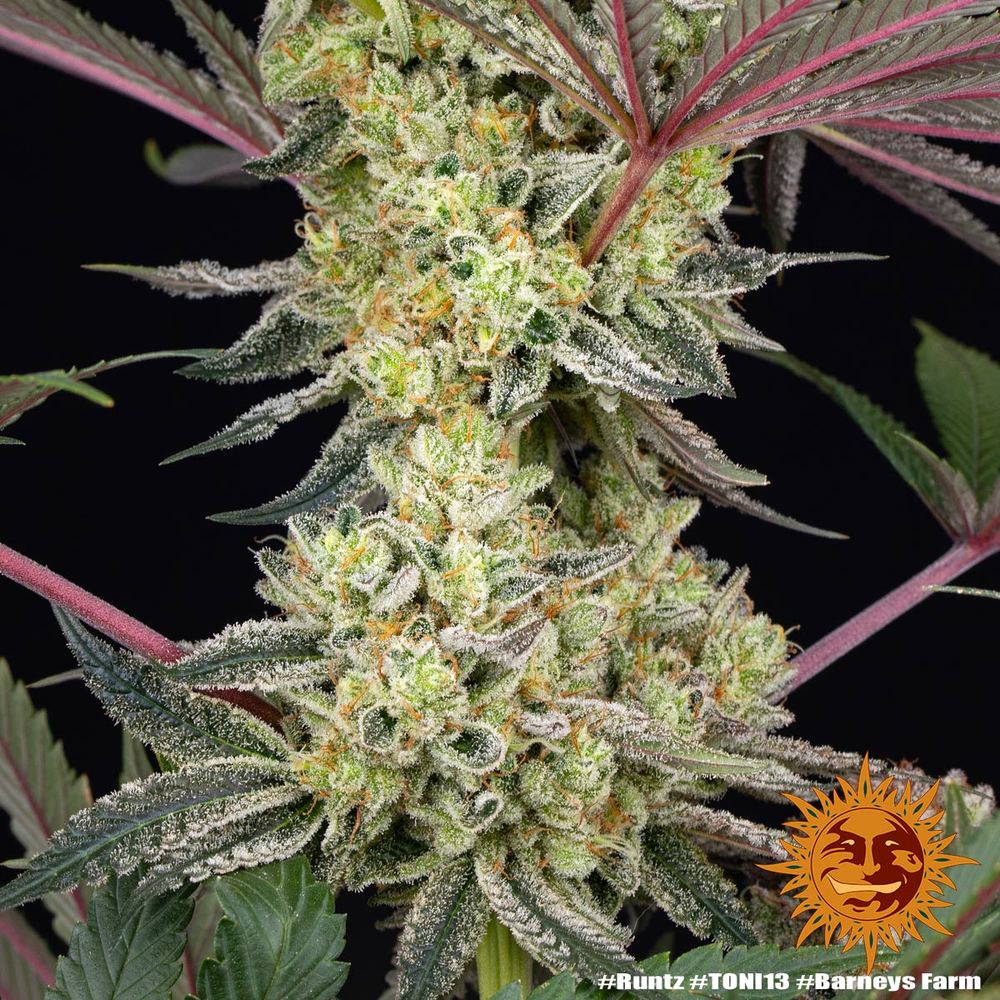 Runtz Strain - immagine 8