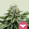 Royal Queen Seeds | Sherbet Queen
