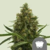 Royal Queen Seeds | Shining Silver Haze Regular