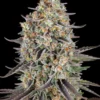 Sour Strawberry Strain