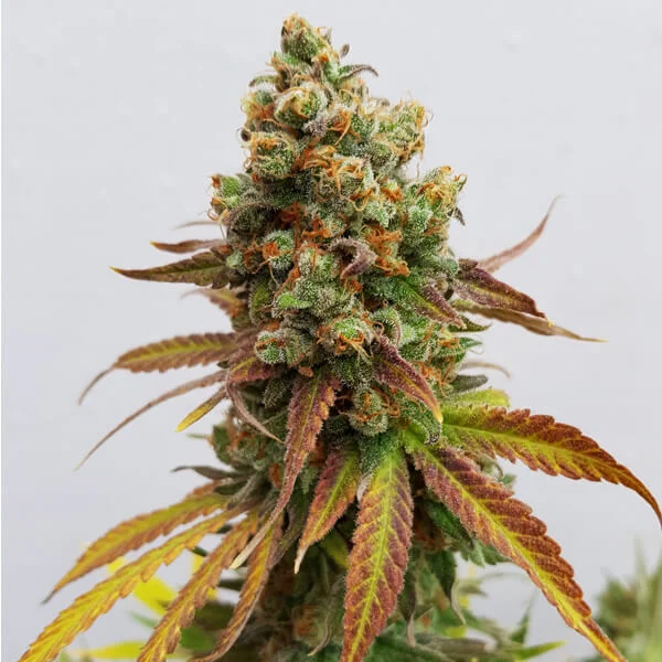 Royal Queen Seeds | Special Queen 1 - immagine 5