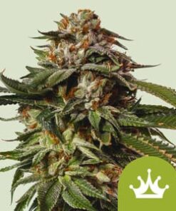 Royal Queen Seeds | Special Queen 1 Auto