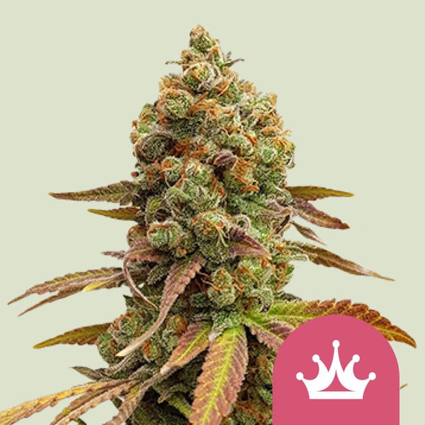 Royal Queen Seeds | Special Queen 1