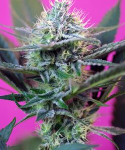 Sweet Seeds | +Speed Auto®