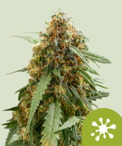 Royal Queen Seeds | Sticky Queen Auto