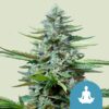 Royal Queen Seeds | Stress Killer Automatic CBD