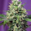 Sweet Seeds | Sweet Amnesia Haze XL Auto®