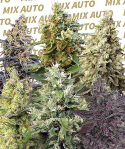 Sweet Seeds | Sweet Mix Auto® 10 Semi