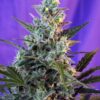 Sweet Seeds | Sweet Skunk Auto®