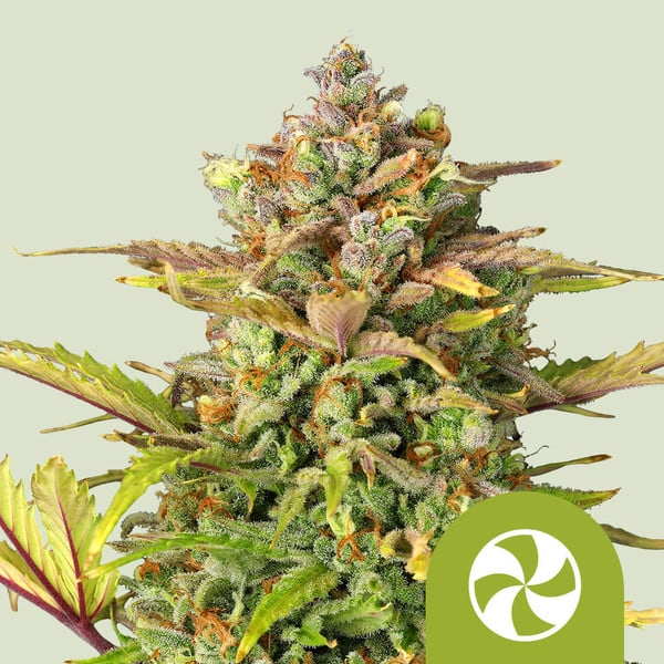 Royal Queen Seeds | Sweet ZZ Auto