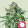 Royal Queen Seeds | Tangie