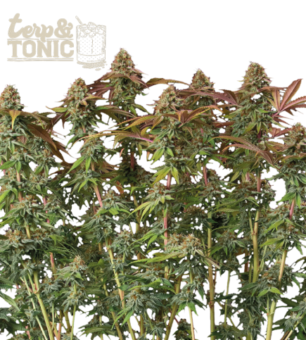 Seed Stockers | Terp & Tonic