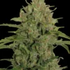 Triple Cheese Strain 1 Seme
