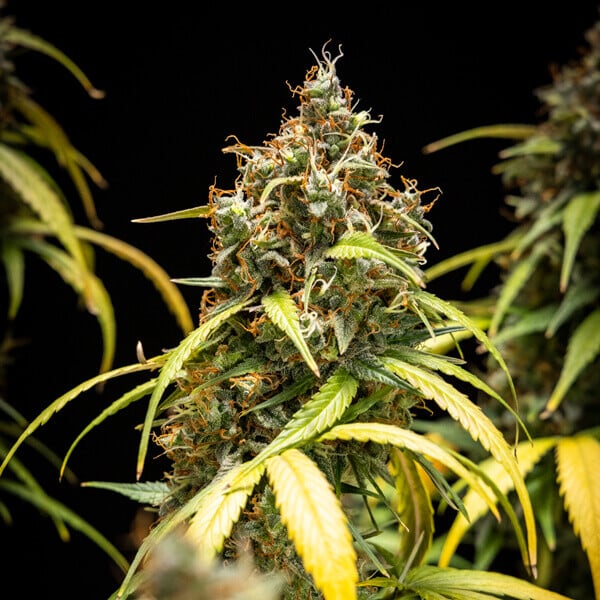 Royal Queen Seeds | Triple G Auto - immagine 7
