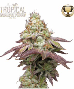 Seed Stockers | Tropical Zmoothie