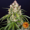 Barney's Farm | Wedding Cake Auto Strain