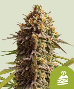 Royal Queen Seeds | Wedding Cake Auto