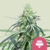 Royal Queen Seeds | Wedding Gelato