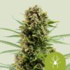 Royal Queen Seeds | White Widow Auto