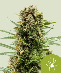 Royal Queen Seeds | White Widow Auto