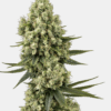 Sensi Seeds Bank | Semi di Silver Fire Feminizzati