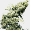 Sensi Seeds Bank | Semi di Jamaican Pearl Femminizzati