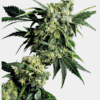 Sensi Seeds Bank | Semi di Mr Nice G13 X Hash Plant Regolari 10 Semi