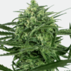 Sensi Seeds Bank | Semi di Sensi Amnesia Femminizzati