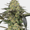 Sensi Seeds Bank | Semi di Grapevine Candy Femminizzati