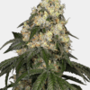 Sensi Seeds Bank | Semi di White Biscotti OG XXL Femminizzati