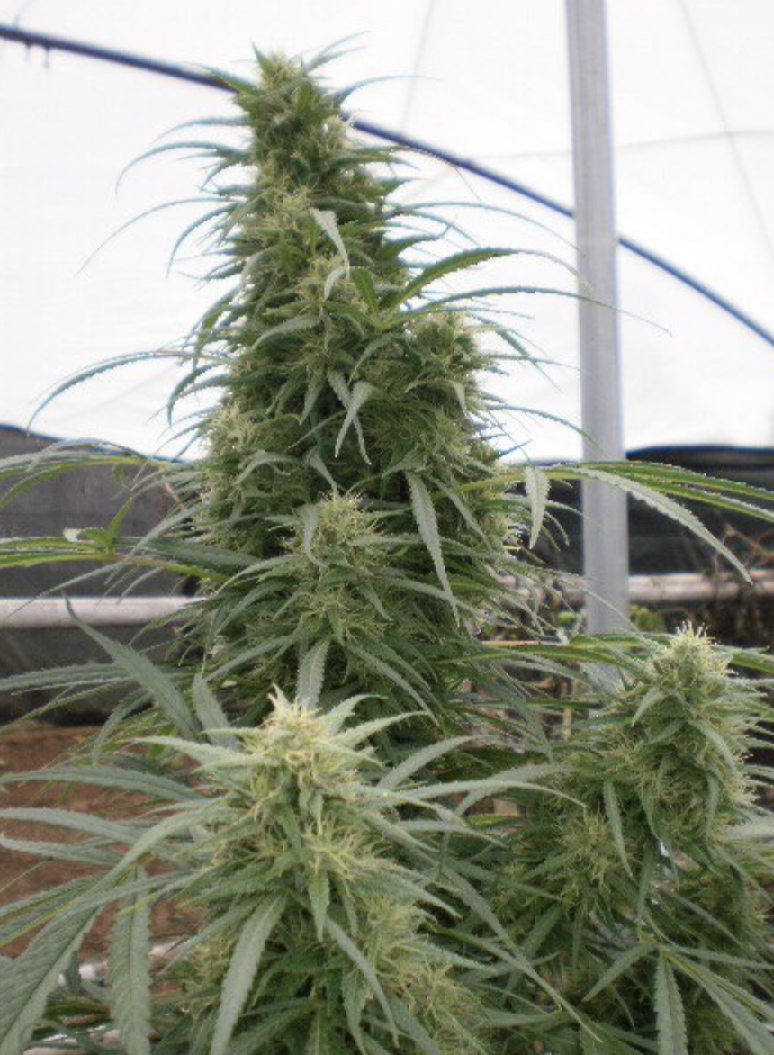 Ace Seeds | Malawi Regular
