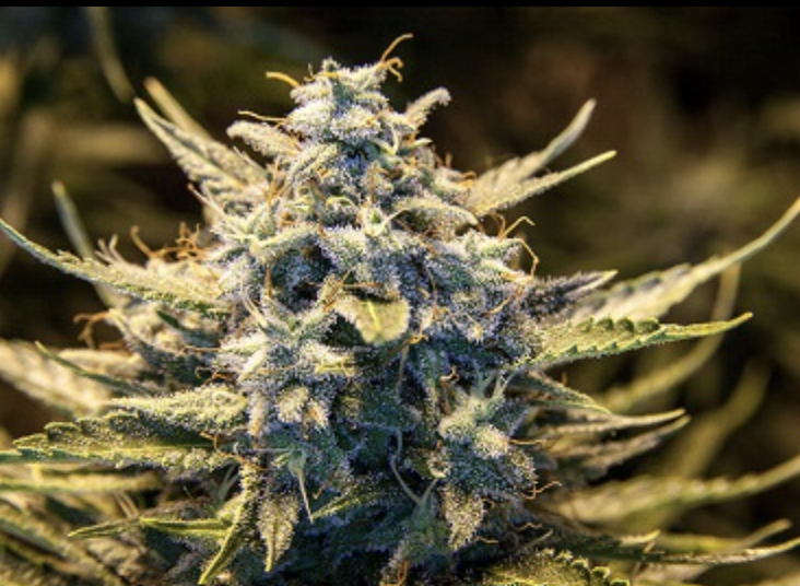 Ace Seeds | Malawi Regular - immagine 20