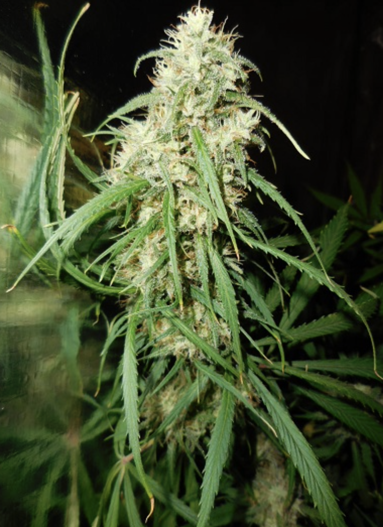 Ace Seeds | Malawi Regular - immagine 14