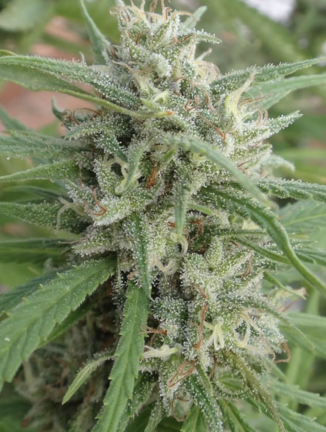 Ace Seeds | Malawi Regular - immagine 17